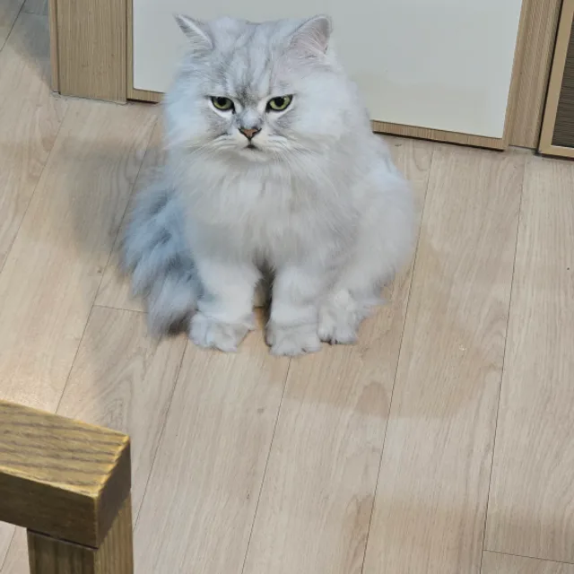 밀크냥