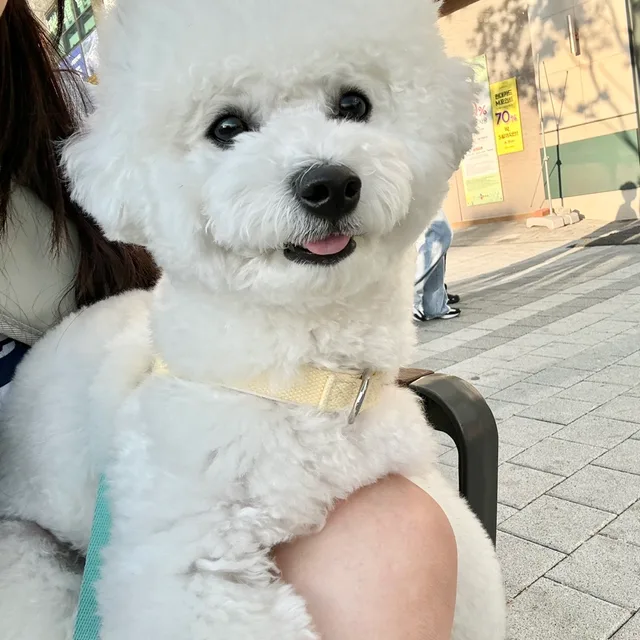 크리미한토비