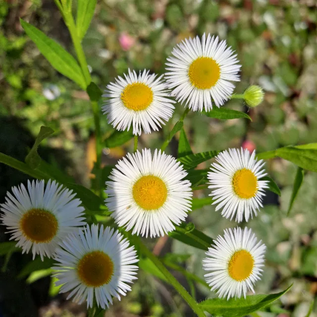 플라타너스