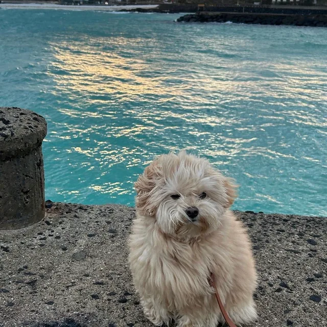 꿈나무