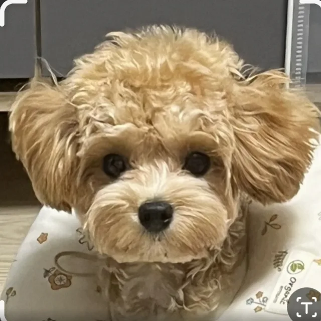 리라