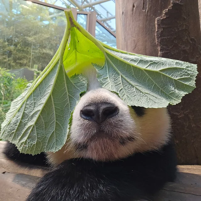 gutenmorgen