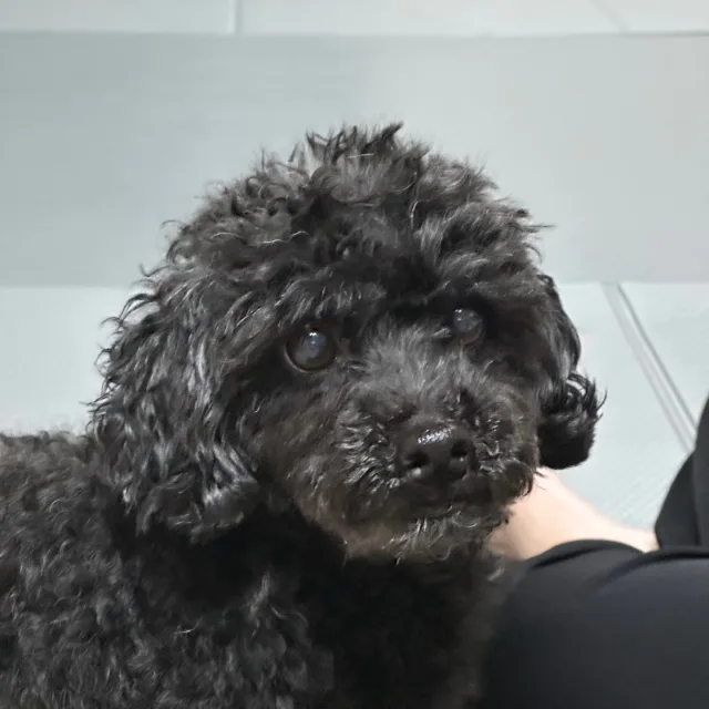 먹물언니
