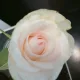 블랙커피