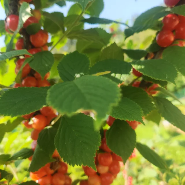 수가정앵두