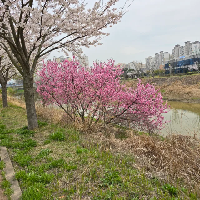 김해K외동