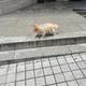 알파카