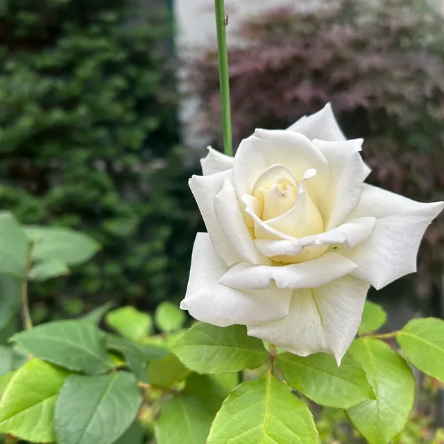 김김