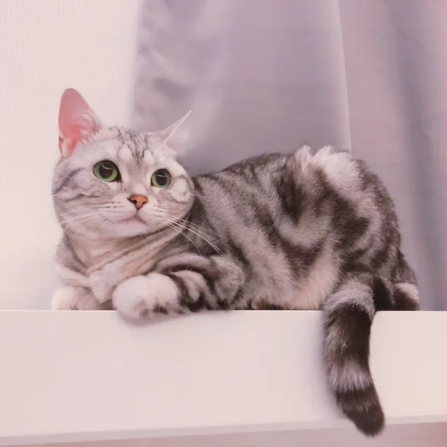 냔냔집사