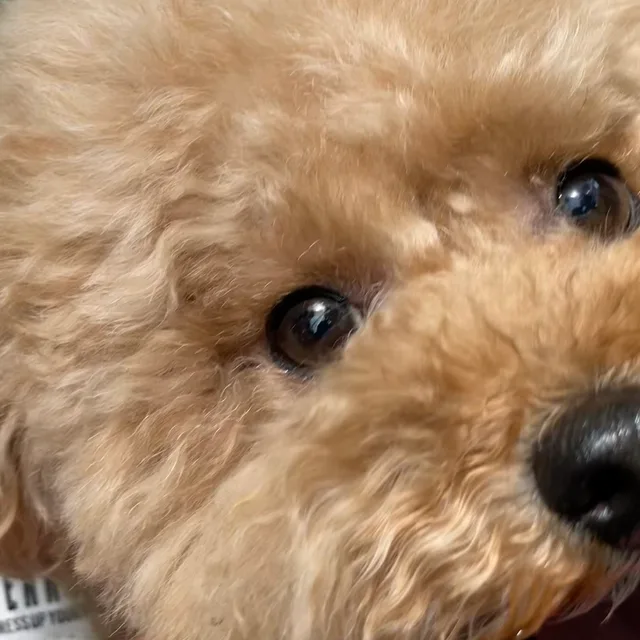 목아파