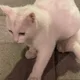 개우니