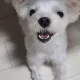 킴미