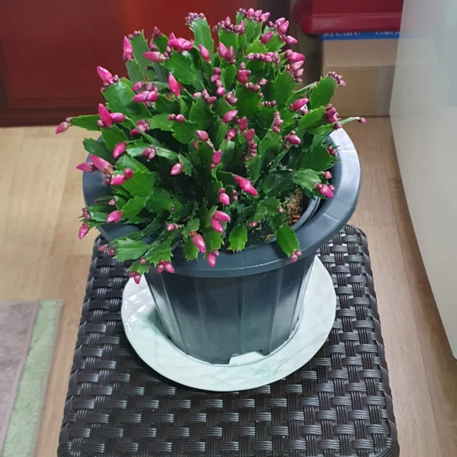 행복한세상