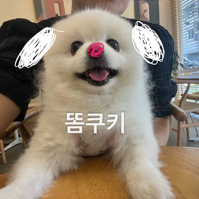 똠쿠키