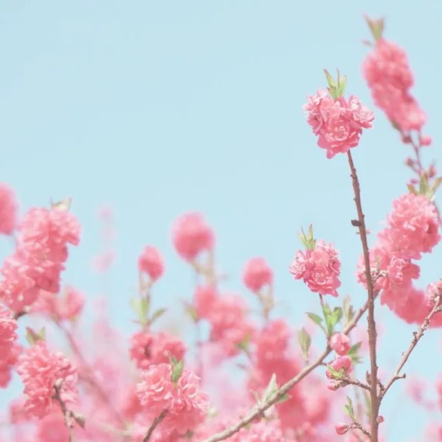 하닮