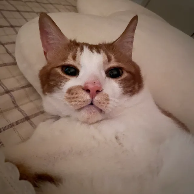 치즈는뚱땡이