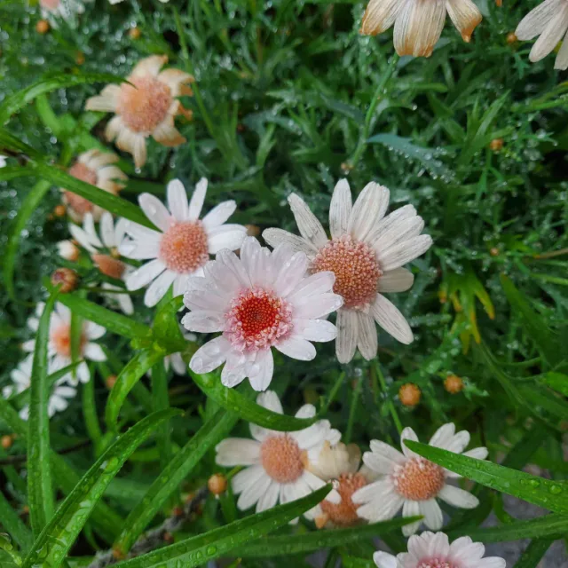 천사슈