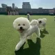 바봉