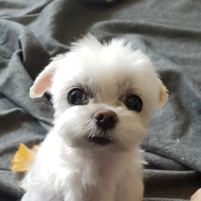 연구합시다