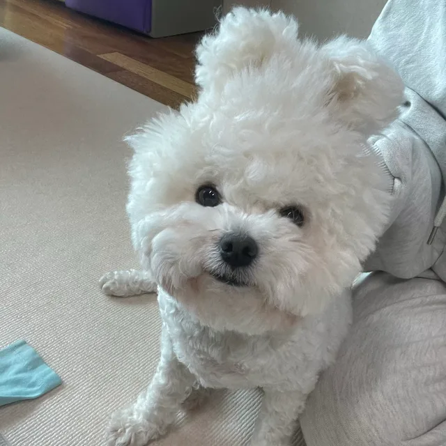 앙꼬팡