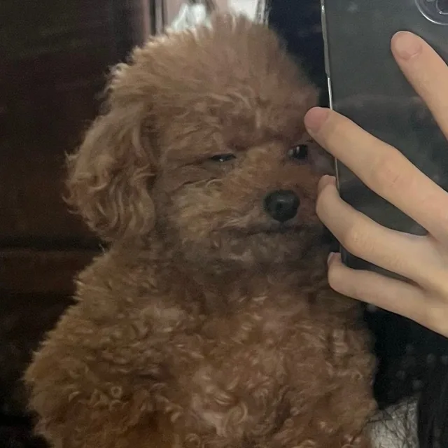 우디