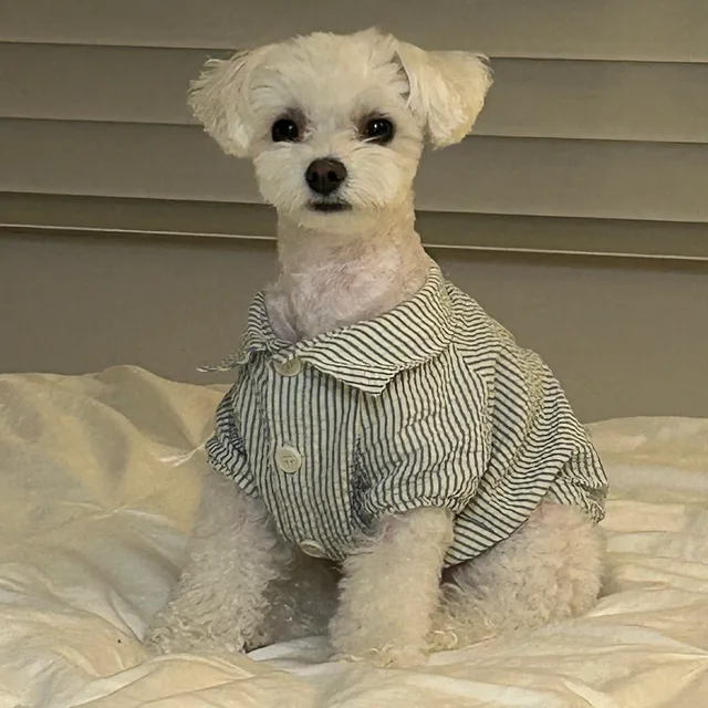 태풍이네