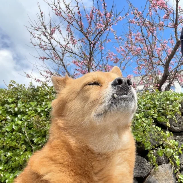 오현대