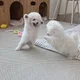 뚜스레스쥬르스