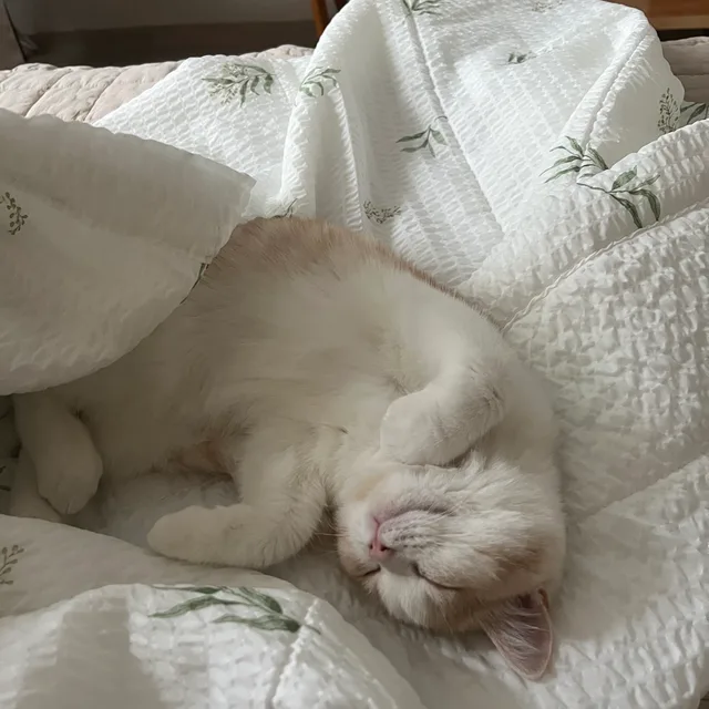 딤딤