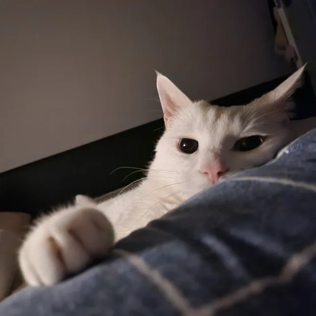 강아지