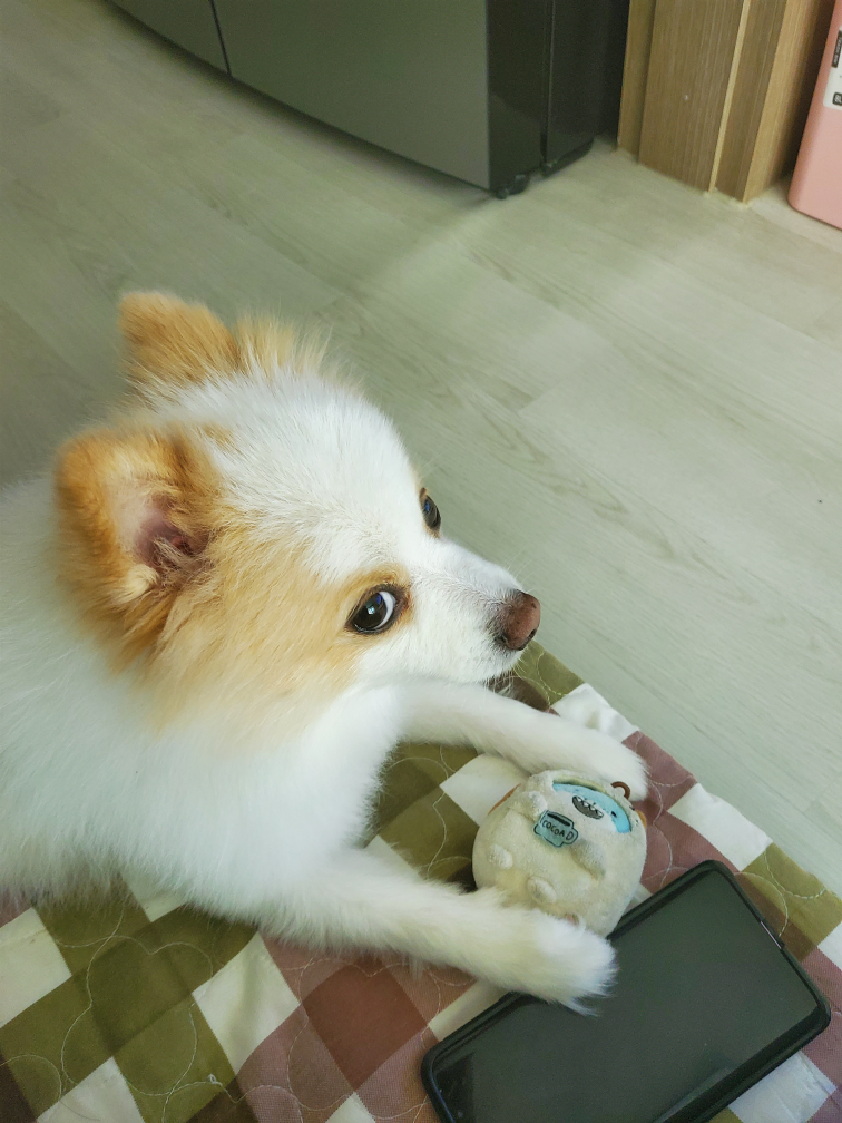 별꼴님
