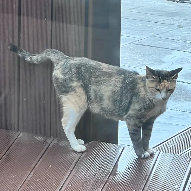 고냥이