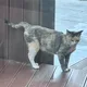 고냥이