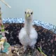 당근으로20억