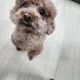 루루