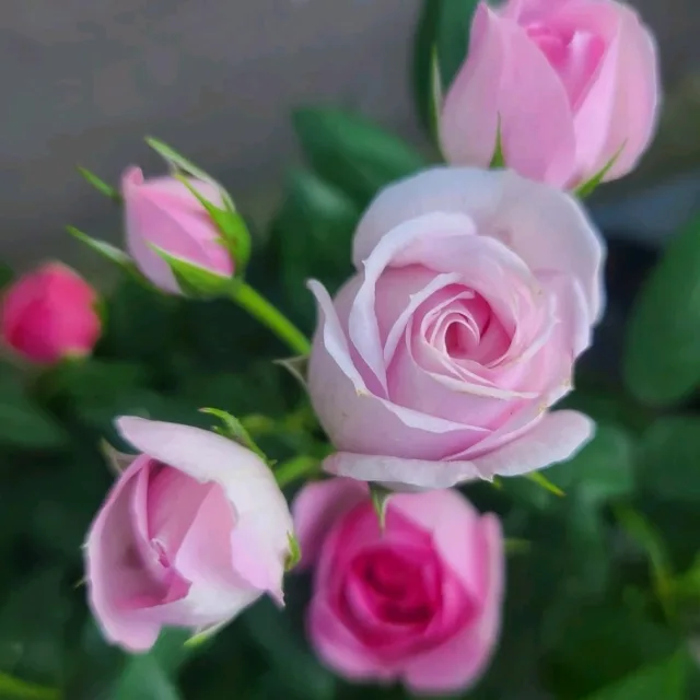 rose
