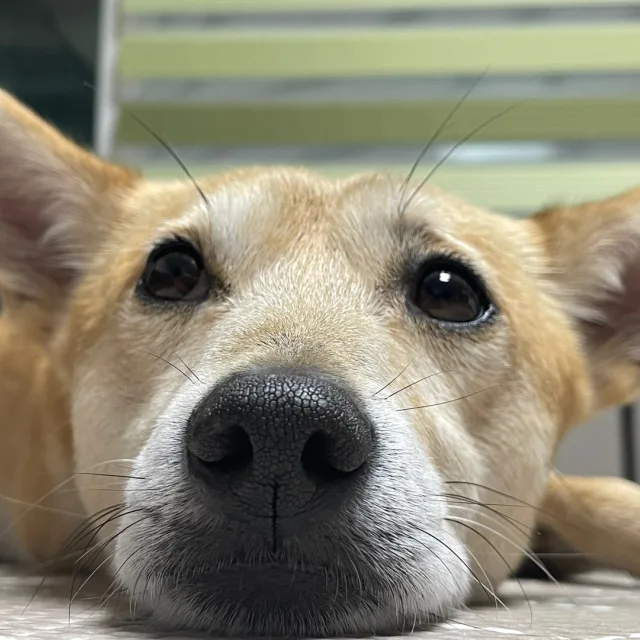 구야