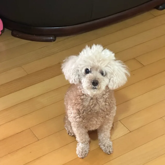 쫑쫑이