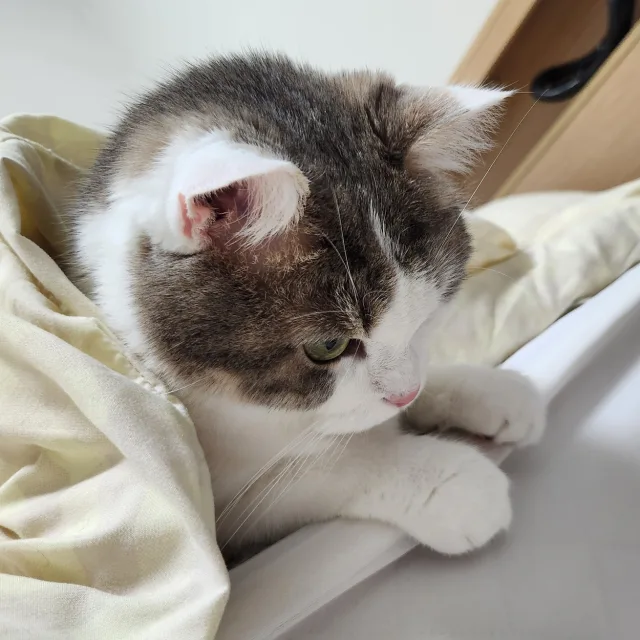 푸니