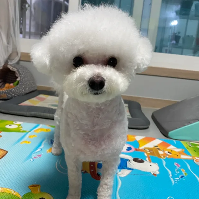 우리대디