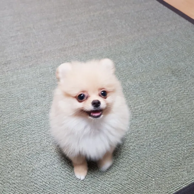 백선