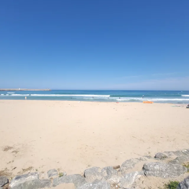 민들레