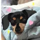코코