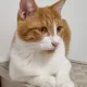 도우랑