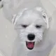 쿵이