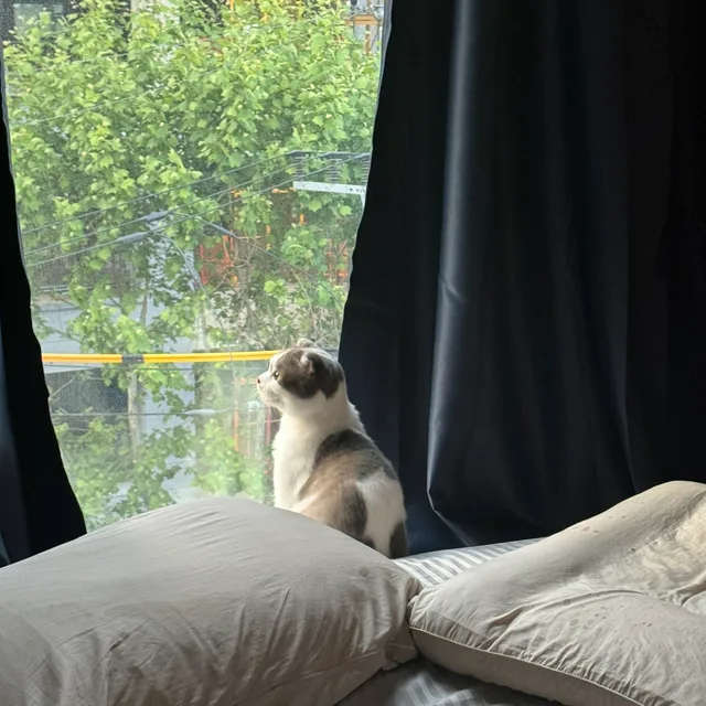 호땡