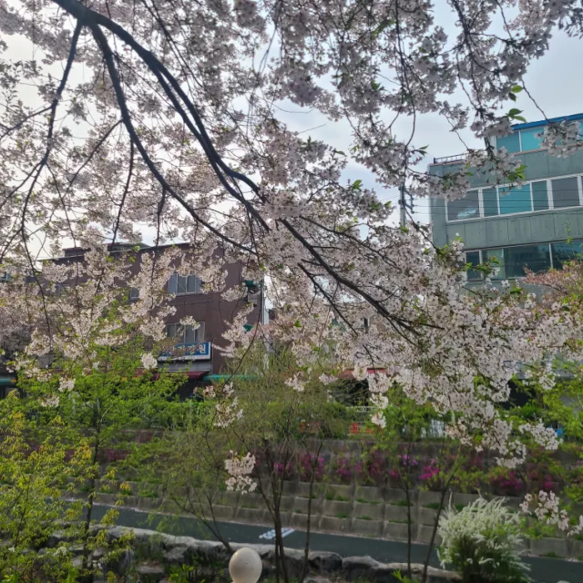 쭈비쭈바