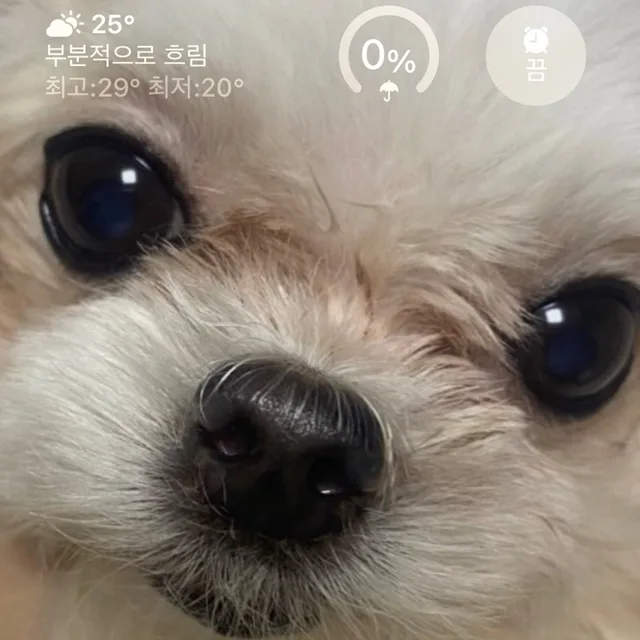 하리우