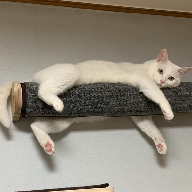 매너있는고양이