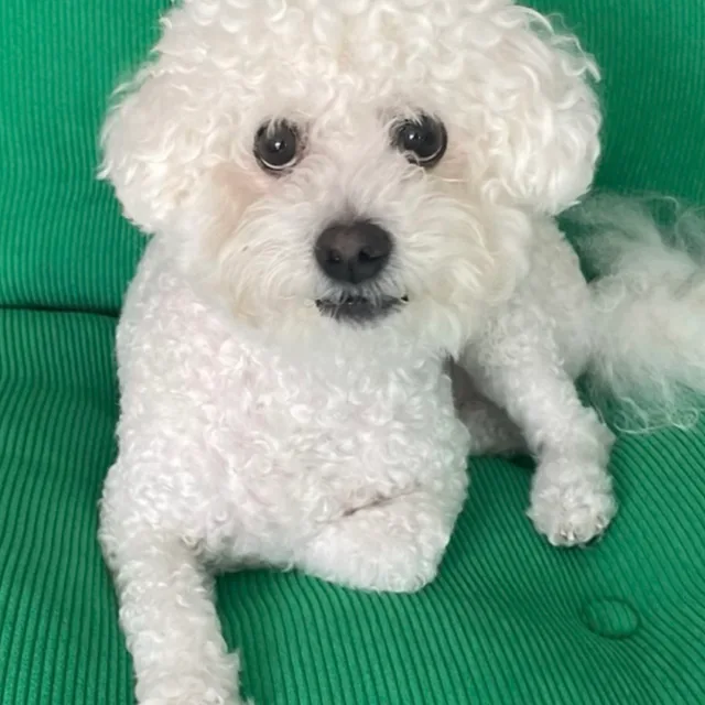 몽이아범
